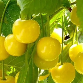 Черешня 'Желточек' (Prunus avium 'Yolk')