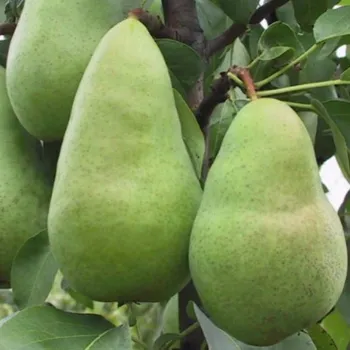 Груша Амфора (Pyrus communis L.)