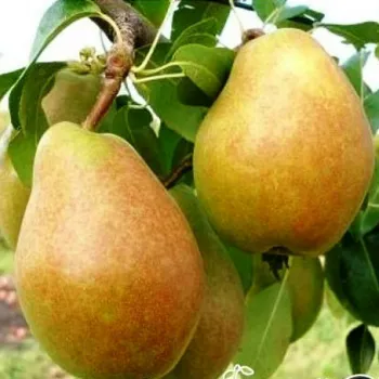 Груша Анжелис (Pyrus communis L.)