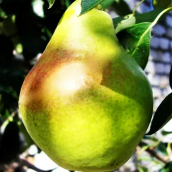 Груша Артемовская зимняя (Pyrus communis L.)