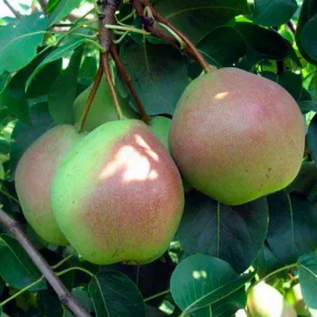 Груша Десертная (Pyrus communis L.)