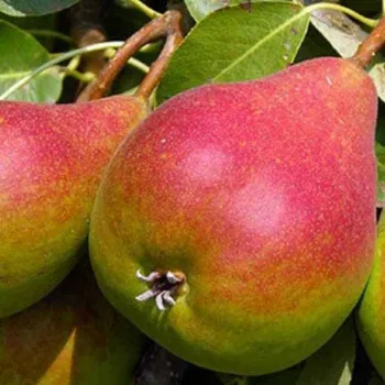 Груша Генерал Тотлебен (Pyrus communis L.)