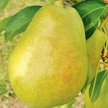 Груша Герберт Хутт (Pyrus communis L.)