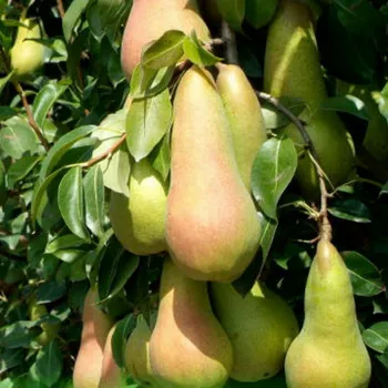 Груша Конкорд (Pyrus communis L.)