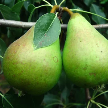 Груша 'Ноябрьская' (Pyrus communis 'Noyabrskaya')