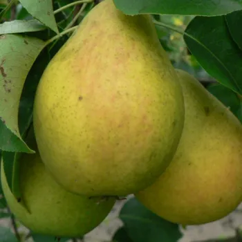 Груша Отечественная (Pyrus communis L.)