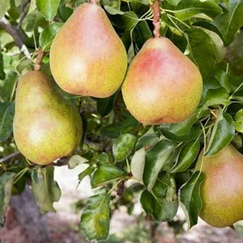 Груша Таврическая (Pyrus communis L.)