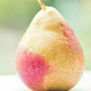 Груша ВЛ - 1 (Pyrus communis L.)