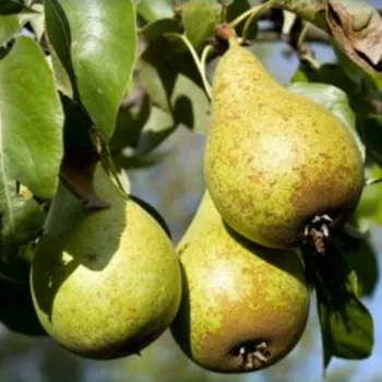Груша 'Выжница' (Pyrus communis 'Vyzhnitsa')