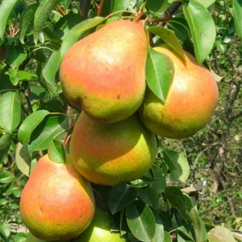 Груша Яблунивская (Pyrus communis L.)