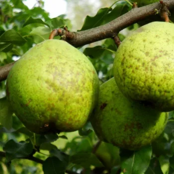 Груша 'Золотоворотская' (Pyrus communis 'Zolotovorotskaja')