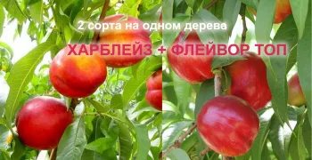 Нектарин Флейвор Топ-Харблейз. Два сорта на одном дереве.