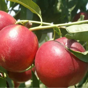 Нектарин 'Флейвор Топ' (Persica var. nucipersica 'Flavor Top')