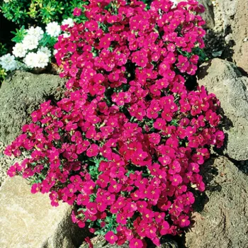 Обриета гибридная 'Audrey Red' (Aubrieta hybrida 'Audrey Red')