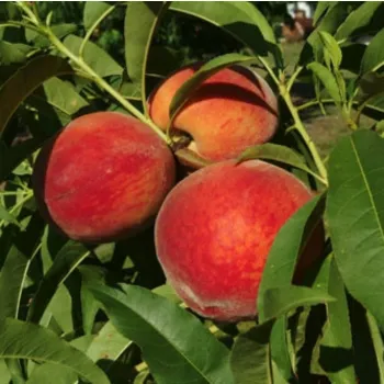 Персик 'Августовский' (Prunus persica)