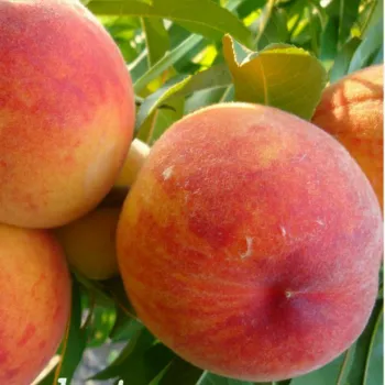 Персик 'Харнас' (Prunus persica 'Harnas')