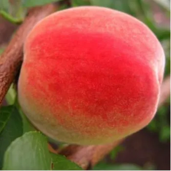 Персик 'Любимец' (Prunus persica 'Liubimets')
