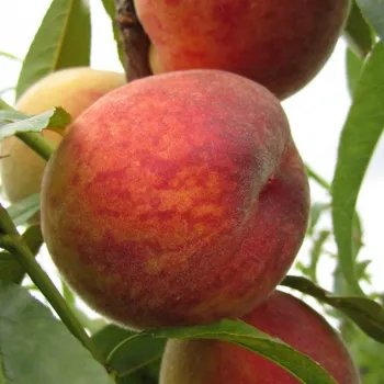 Персик 'Посол Мира' (Prunus persica 'Posol mira')