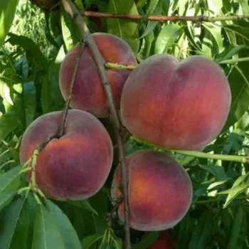 Персик 'Рич Мэй' (Prunus persica 'Rich May')