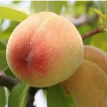 Персик 'Велинг' (Prunus persica 'Velling')