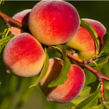 Персик 'Золотая Москва' (Prunus persica 'Zolotaya Moskva')