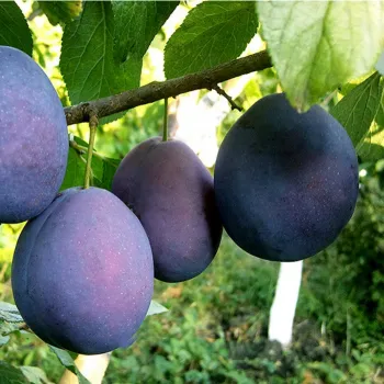Слива Хаганта