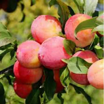 Слива 'Линкольн' (Prunus domestica)