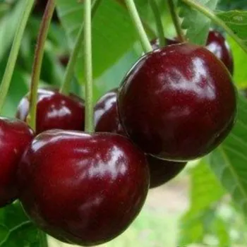 Вишня Игрушка (Prunus cerasus Mill.)