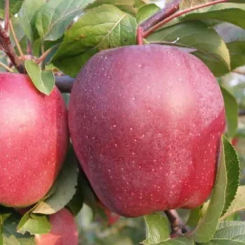 Яблоня Амброзия (Malus domestica 'Ambrosia')