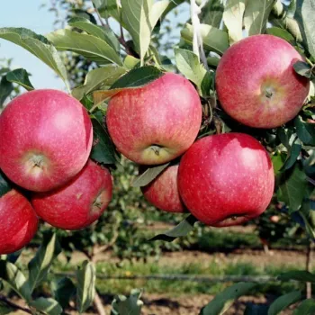 Яблоня 'Апорт Александр' (Malus 'Aport Aleksandr')