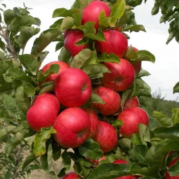 Яблоня колоновидная Баргузин (Malus domestica Borkh.)
