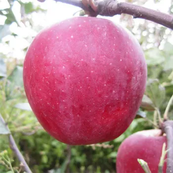 Яблоня Бени Шогун (Malus domestica 'Beni Shogun')