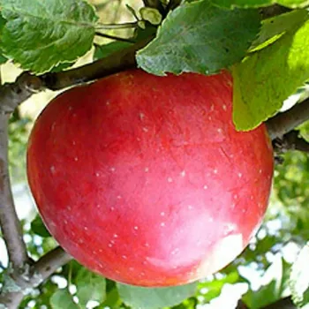 Яблоня 'Деличия' (Malus domestica 'Delicia')