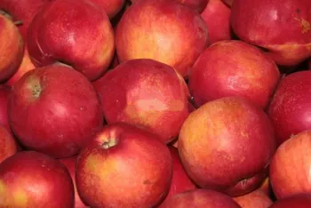 Яблоня Джонатан (Malus domestica 'Jonathan')