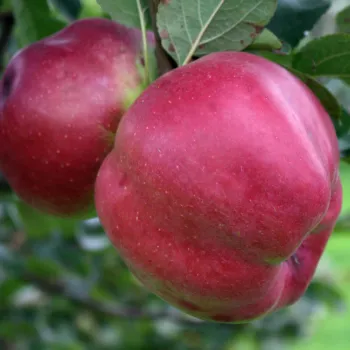 Яблоня Джумба Помме (Malus domestica 'Jumbo Pomme')