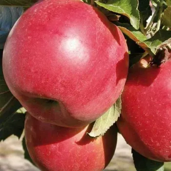 Яблоня Эрли Мак (Malus domestica 'Erli Mak')