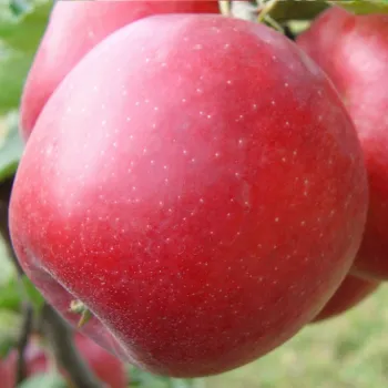 Яблоня 'Эвелина' (Malus 'Evelina')