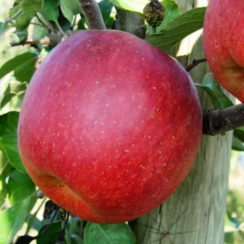 Яблоня Фуджи Кику (Malus domestica 'Fuji Kiku')