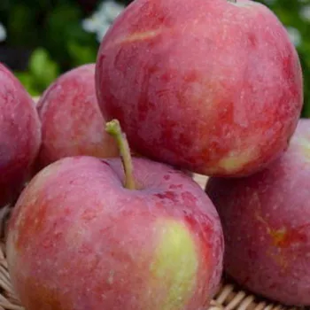 Яблоня 'Фукутами' (Malus domestica Borkh.)