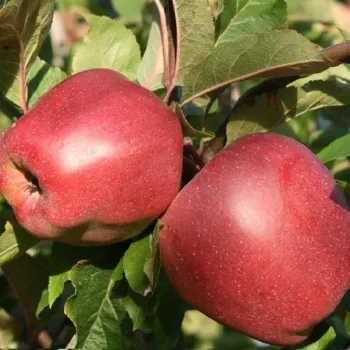 Яблоня Глостер (Malus domestica 'Gloster')