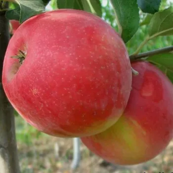 Яблоня Хоней Крисп (Malus domestica 'Honey Crisp')