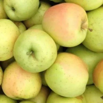 Яблоня Хоней Голд (Malus domestica 'Honeygold')