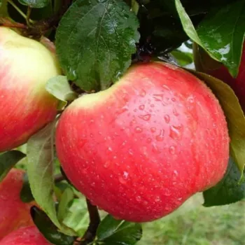 Яблоня 'Катерина' (Malus 'Katerina')