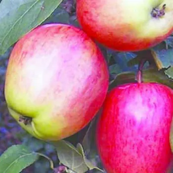 Яблоня Моди (Malus domestica 'Modi')