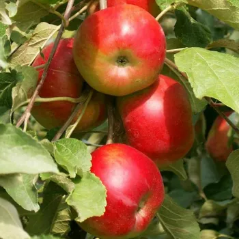Яблоня колоновидная Останкино (Malus domestica Borkh.)