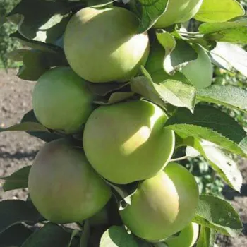 Яблоня Пионер колоновидная (Malus domestica Borkh.)