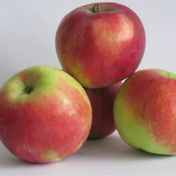 Яблоня Приам (Malus domestica 'Priam')