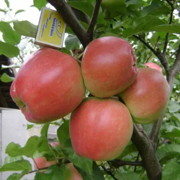 Яблоня Ревена (Malus domestica 'Rewena')