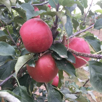 Яблоня Розела (Malus domestica 'Rozela')