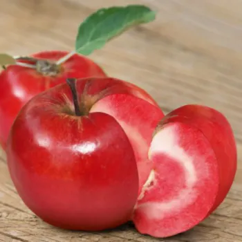 Яблоня 'Сирена' (Malus domestica 'Sirena')